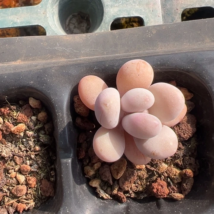 汤圆锦一物一拍锦龙