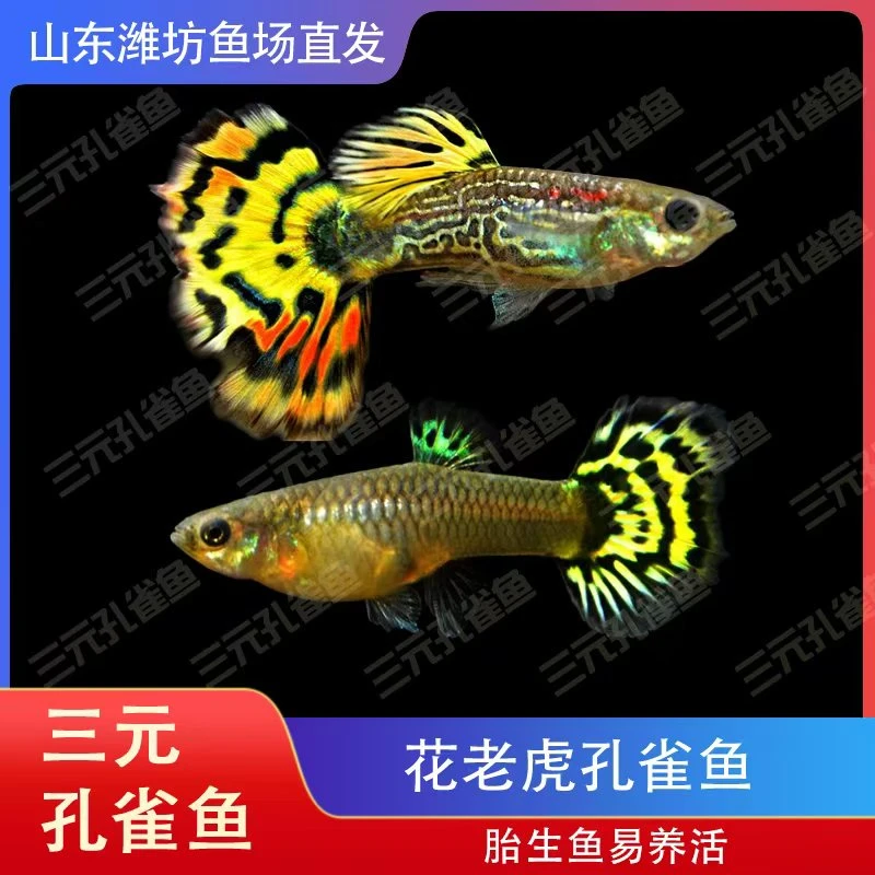 花老虎  孔雀鱼