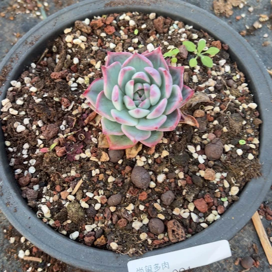 嘟****里缘来多肉91号惊鸿仙子