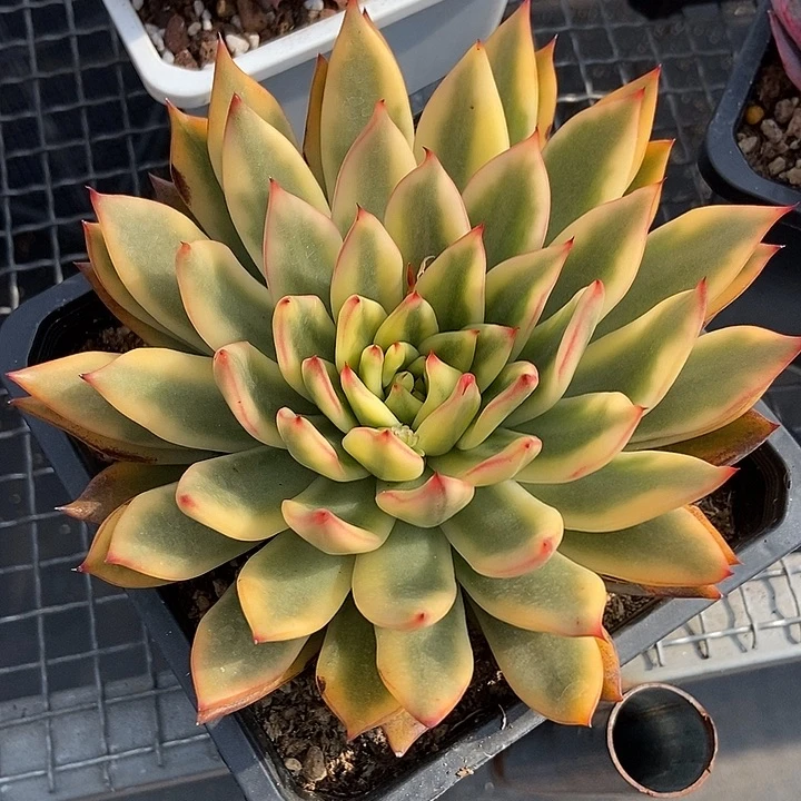 庆山东云锦多肉植物