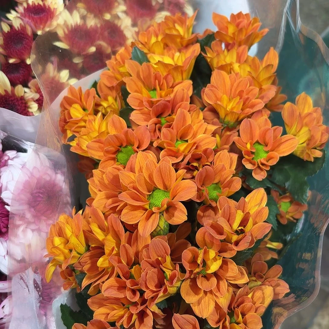 海南 花努力 橘色三文鱼小菊10支