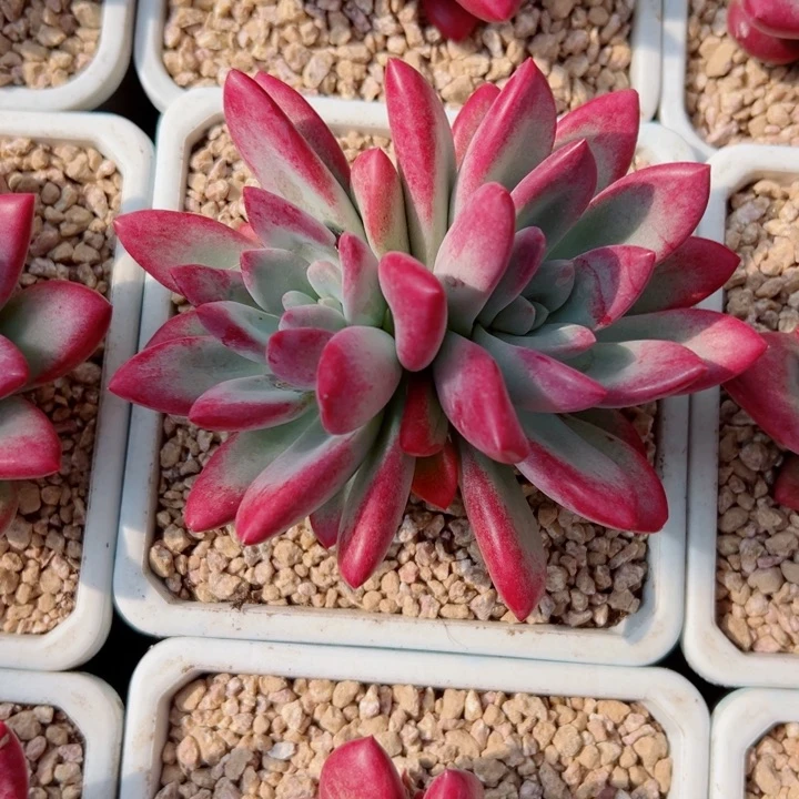 精品多肉植物老桩