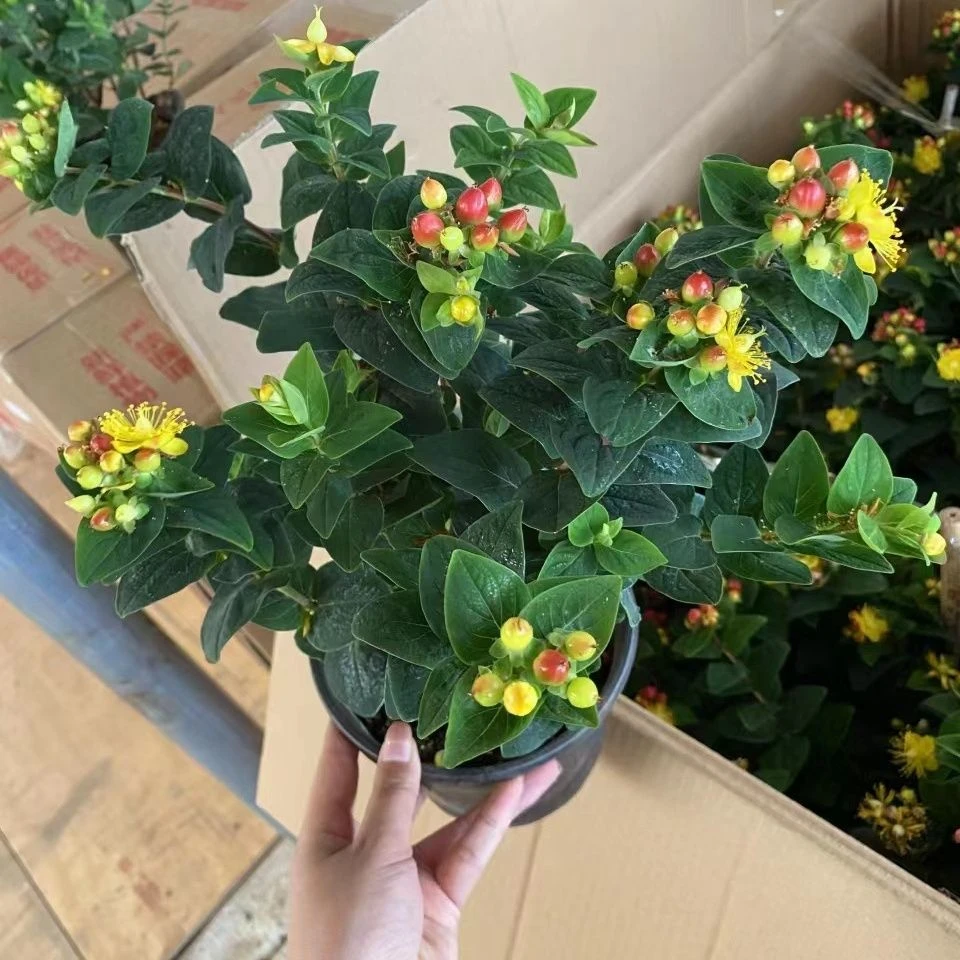 火龙珠(金丝桃)盆栽绿植花卉四季灌木多年生耐寒耐晒室外阳台懒人