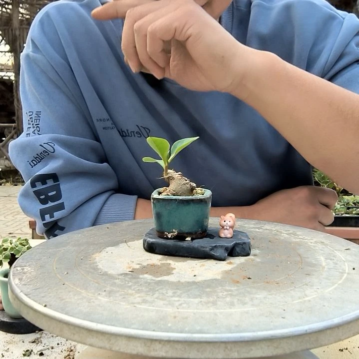 一*小盆景小植物一物一拍206