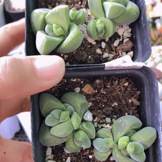 无花朵1132，两颗群开紫花