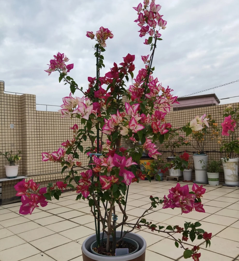 倾城三角梅（复色系）