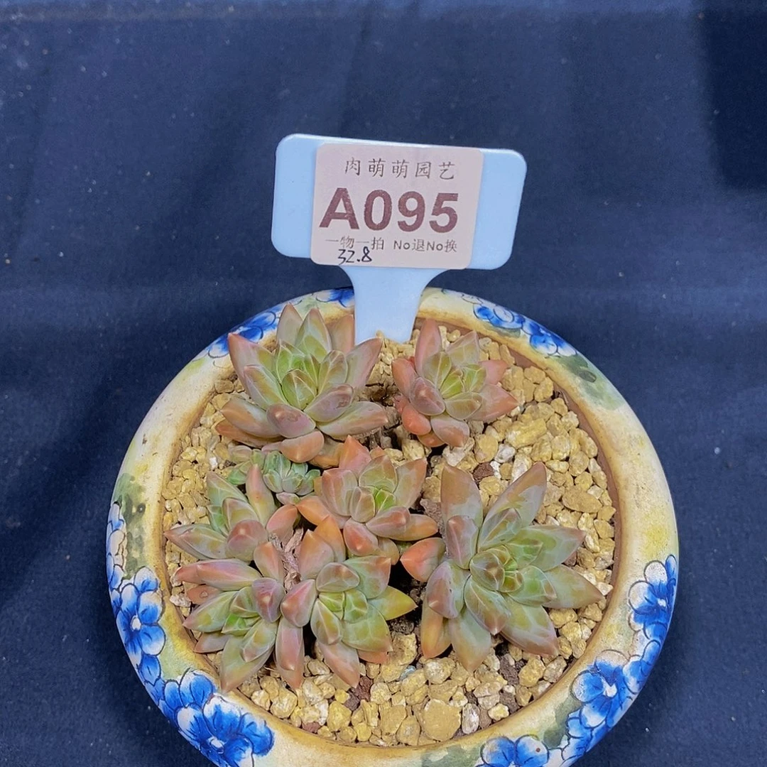 蘭***A095美人系杂交幻影