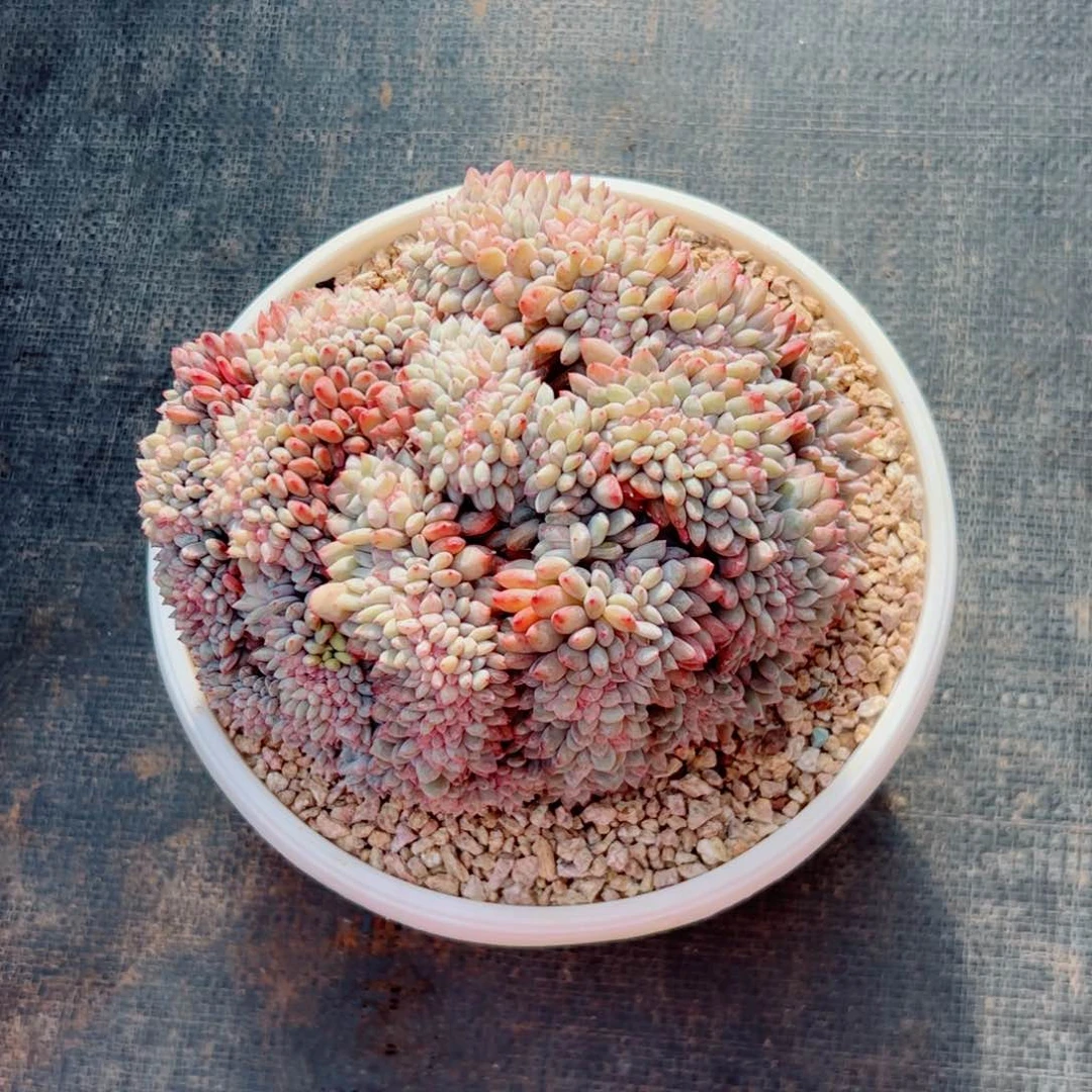 章****?多肉植植物多肉植物