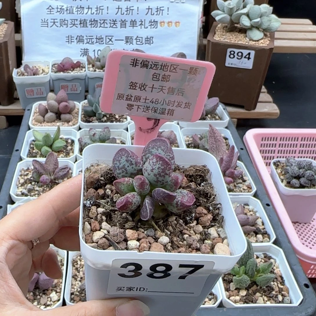 387艾薇多肉植物