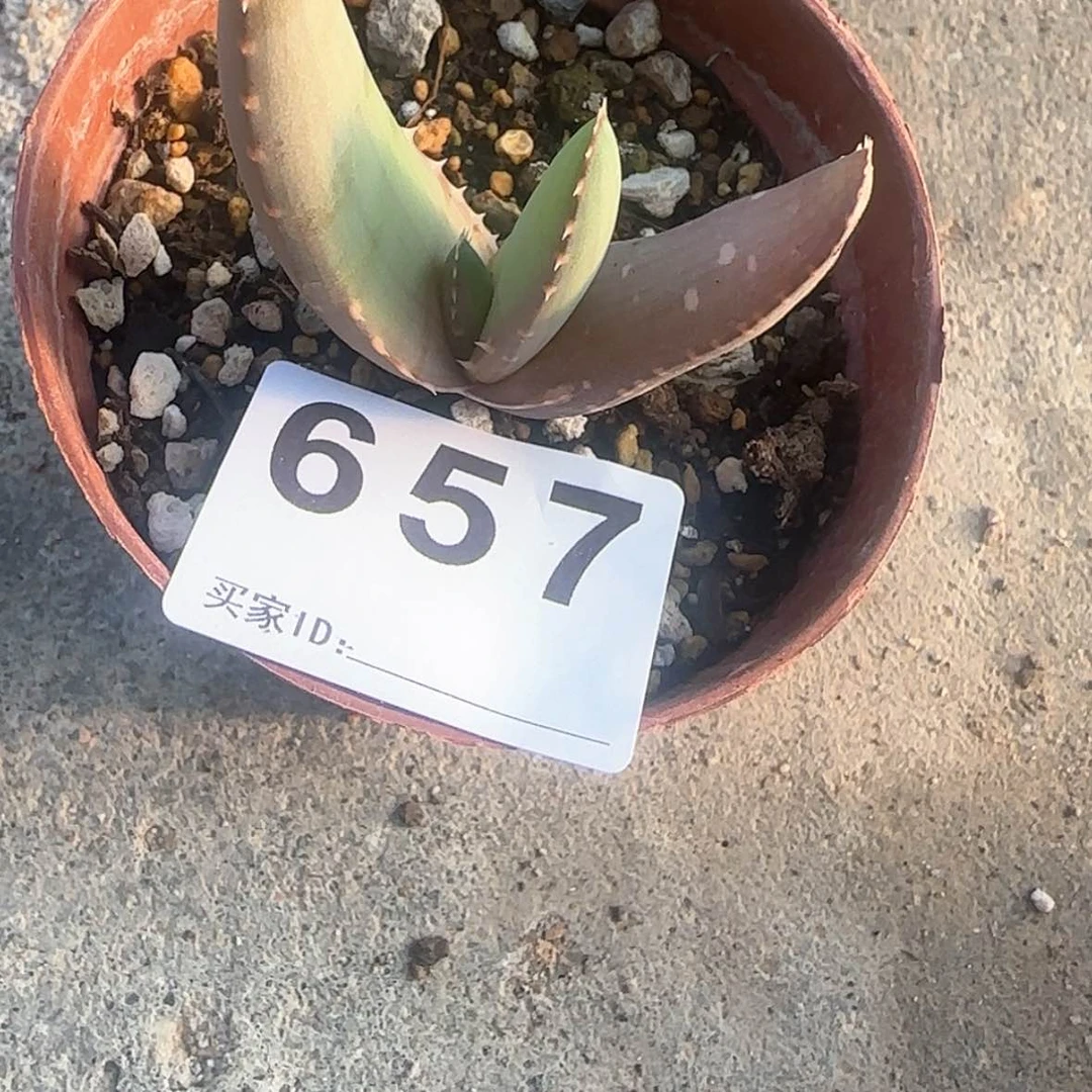 【闪购商品】十***时块根植物布纹球