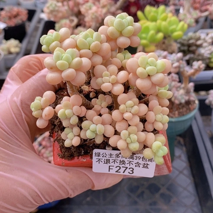 花朵鱼子酱老桩8cm273多肉