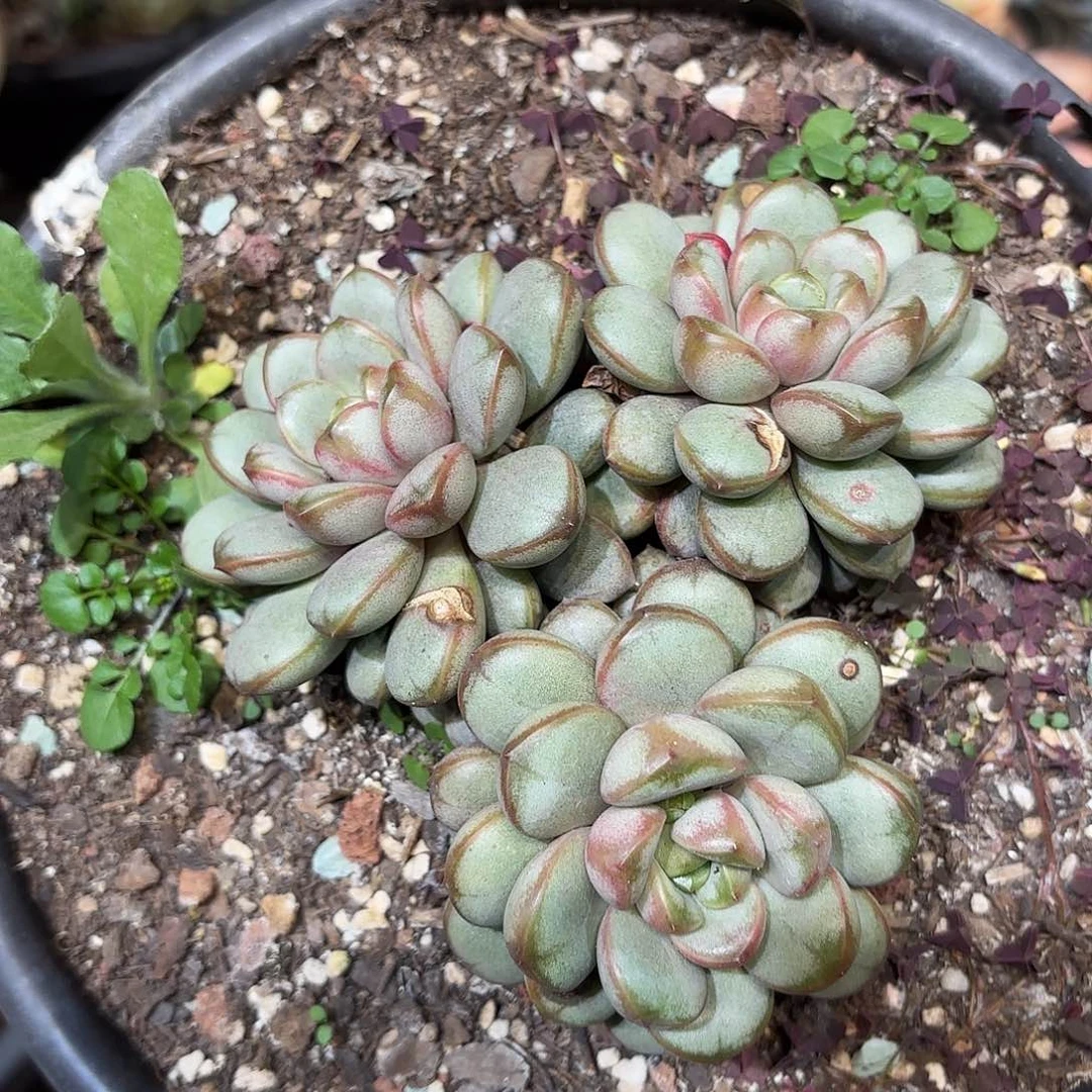 同温层多肉葡萄407