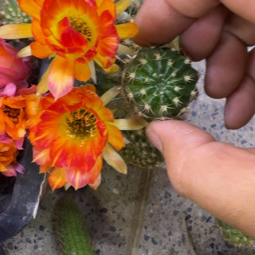 40丽花88歪3公分左右无根侧牙，20包邮