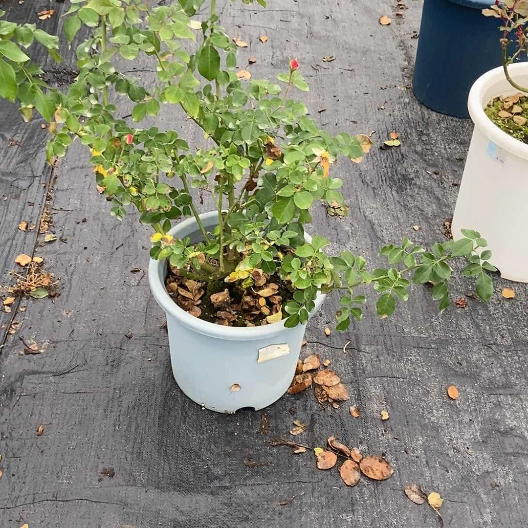 无花朵五加仑裸根冬宫月季