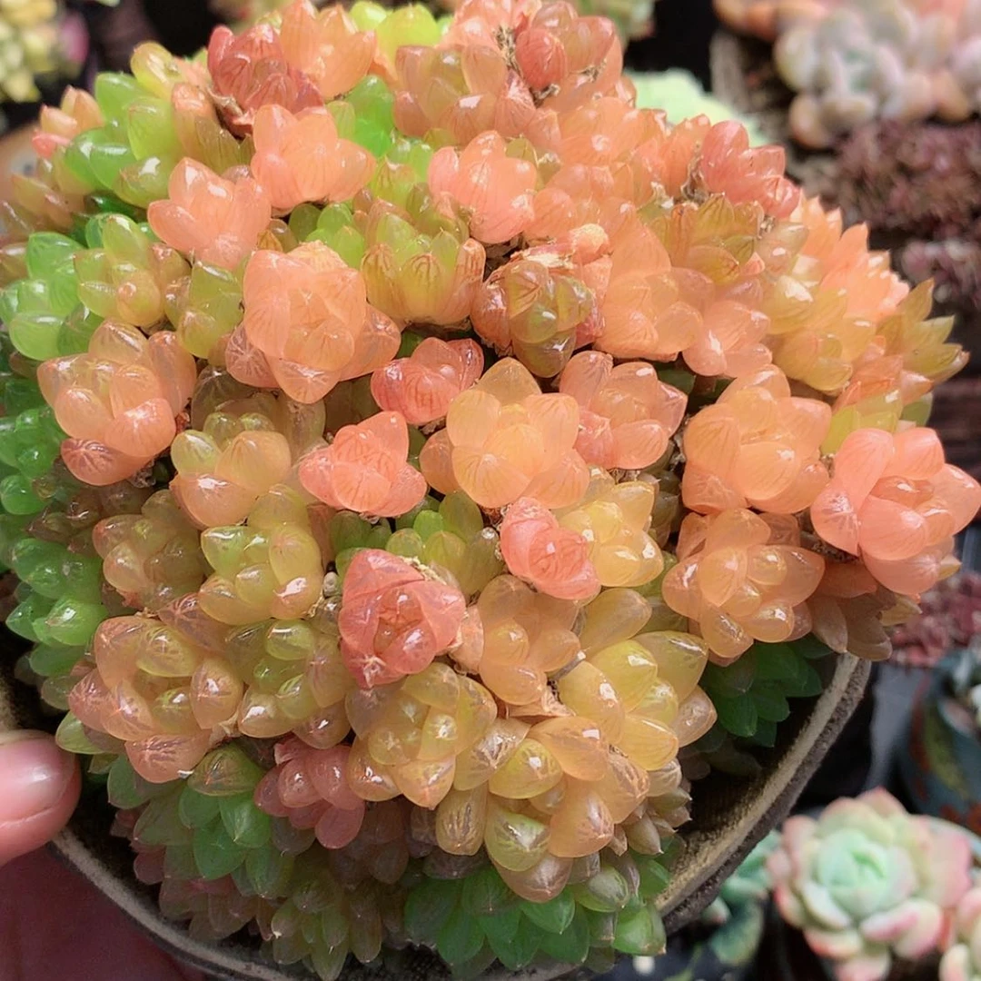 【闪购商品】糖橙雨露