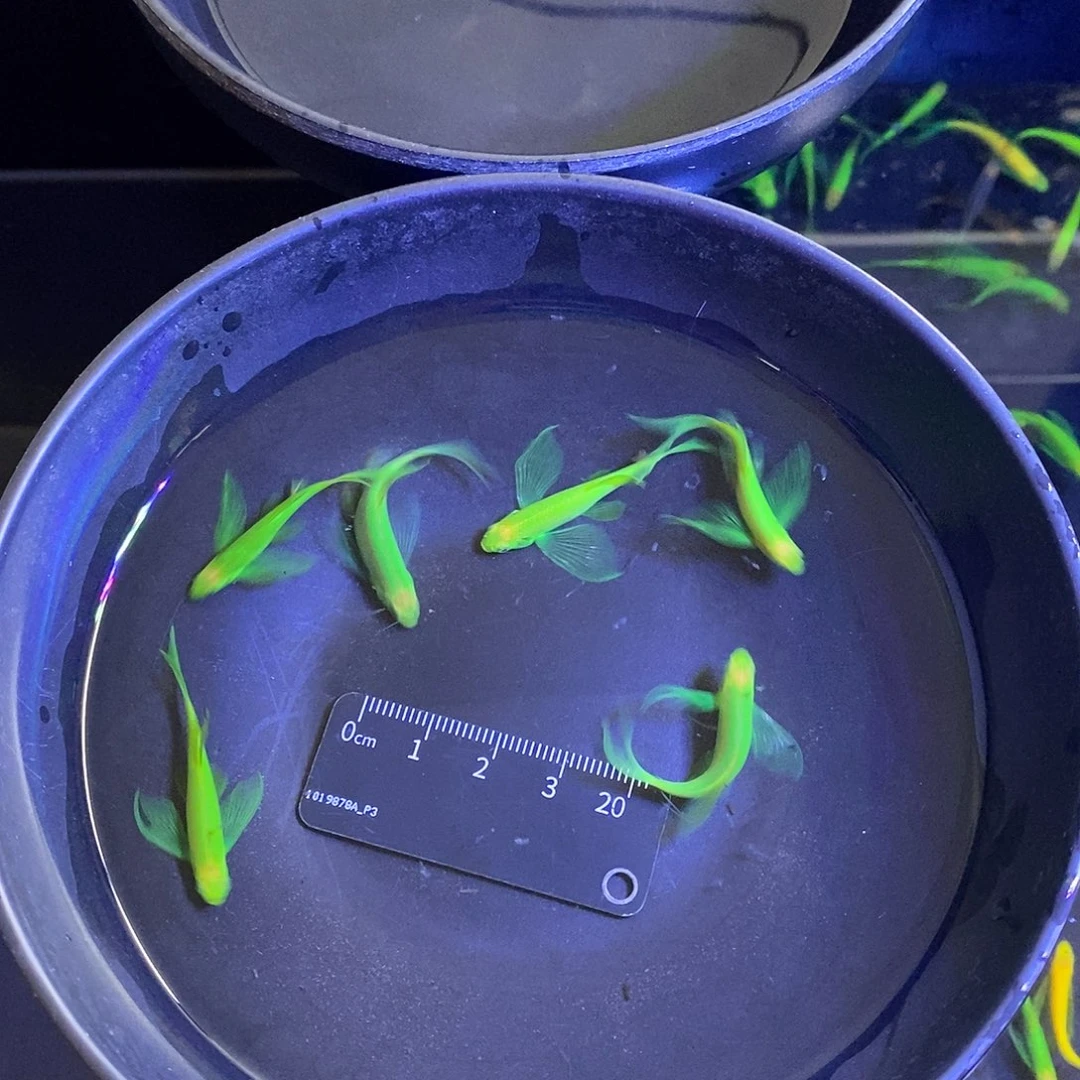 斑马鱼蝶翼精品翡翠绿5➕1备损共6个