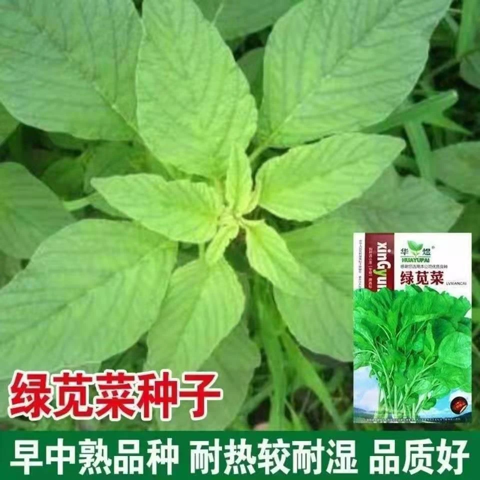 四季种植圆叶青苋菜种子四季高产速生苋菜种籽庭院阳台汉蔬