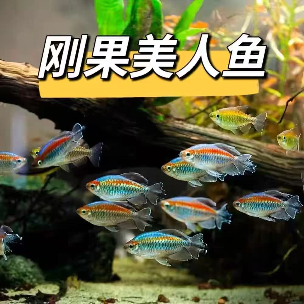 刚果美人鱼彩虹绿刚果二线鱼苗大号种鱼公鱼发色扯旗鱼热带淡水
