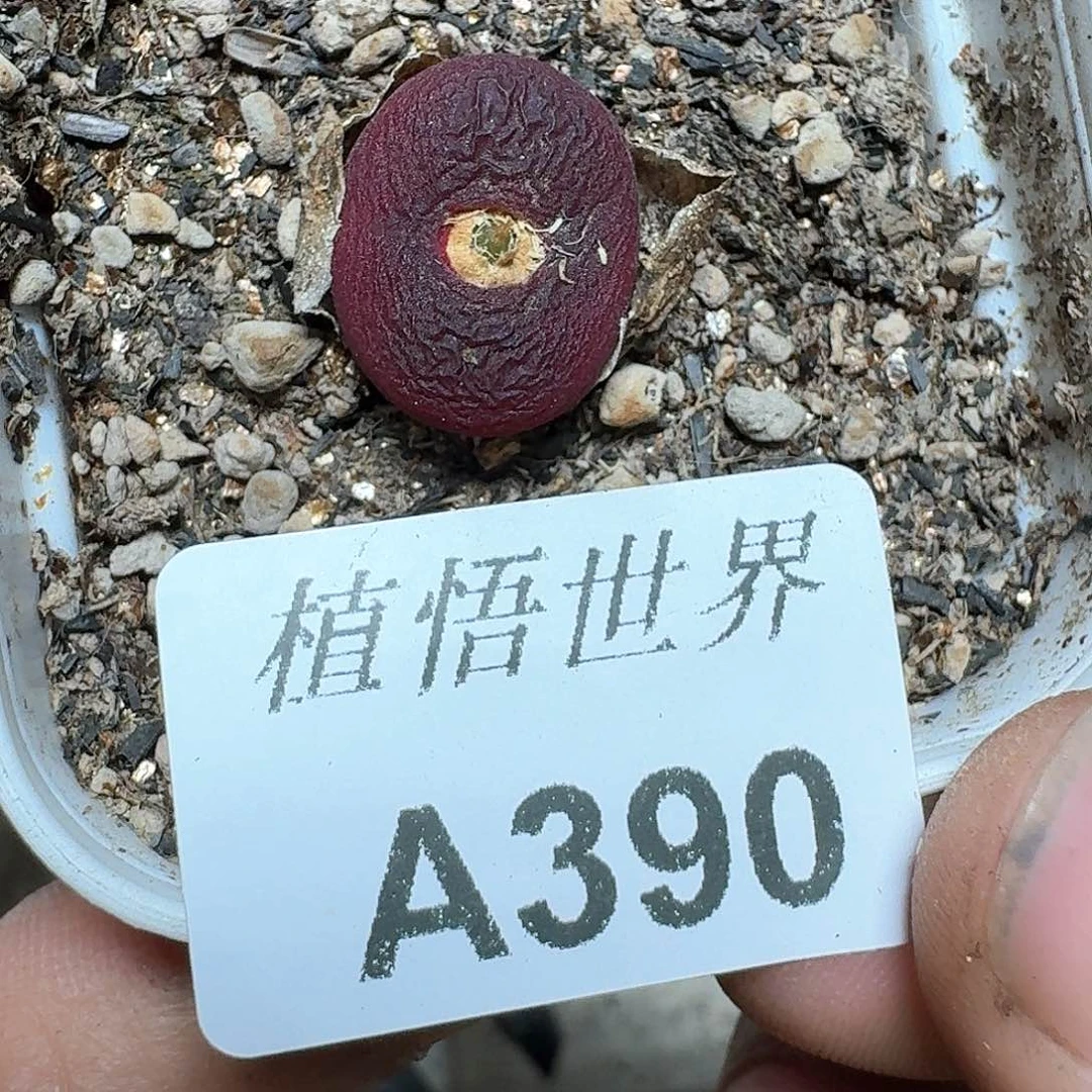 390号多肉植物哇v