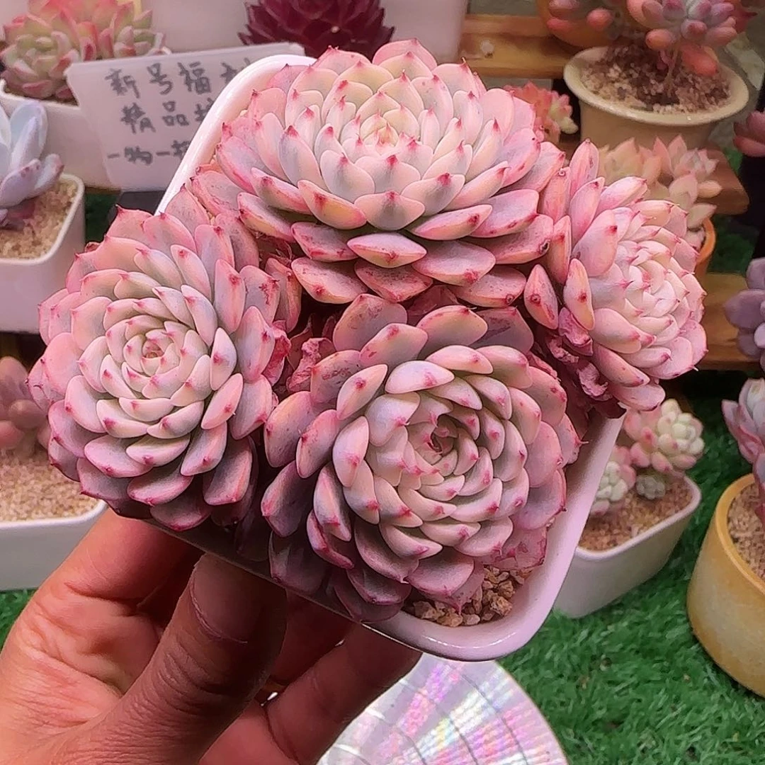 姬莲锦不带盆土发货