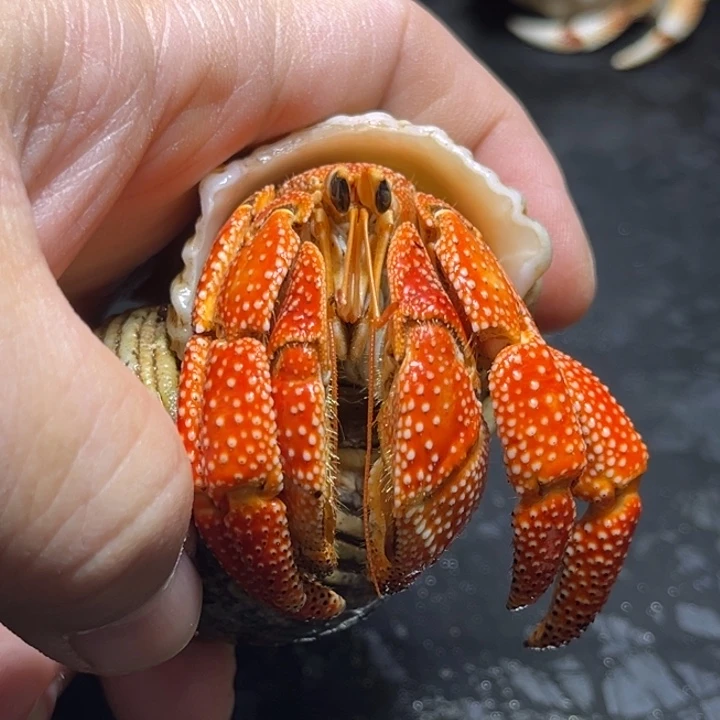 闪9号毛球3.2口径大小眼特价