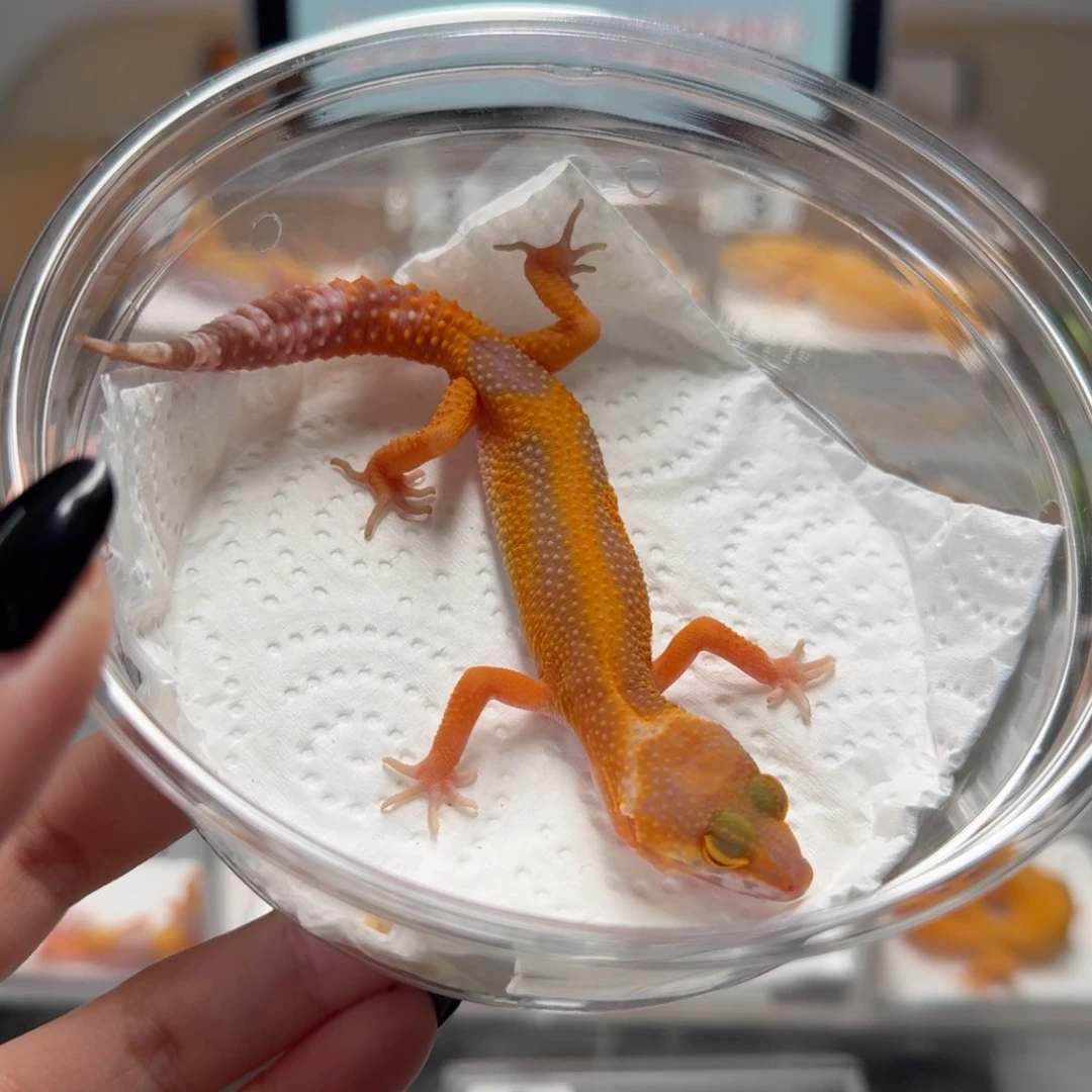 豹纹守宫暴龙母温