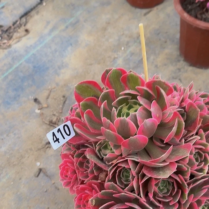 完全开放陈*410粉女巫多肉法师