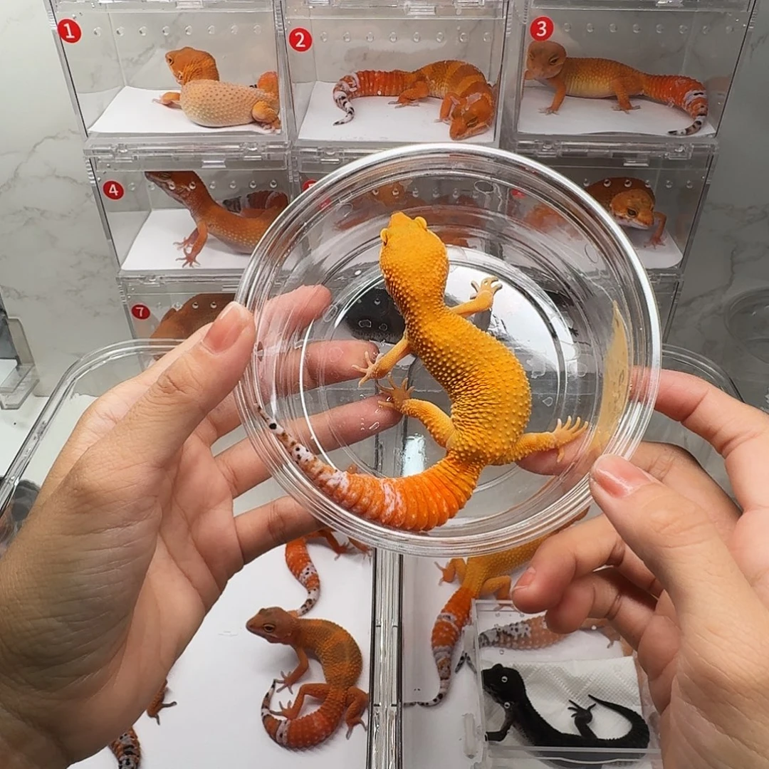 豹纹守宫蜜橘弟弟