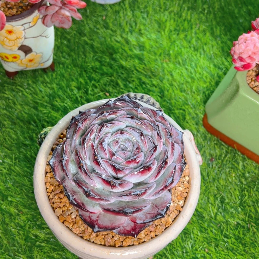 大**?大淼淼寄养的1-27