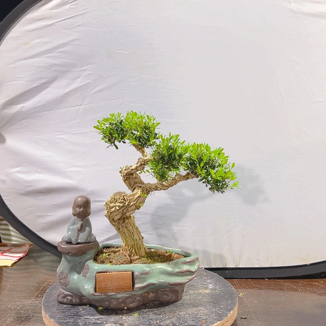 无花朵广东雀舌皱皮黄杨盆景