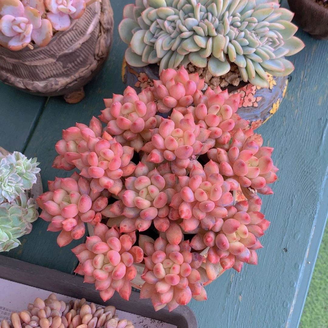 言子无砍自然捧花
