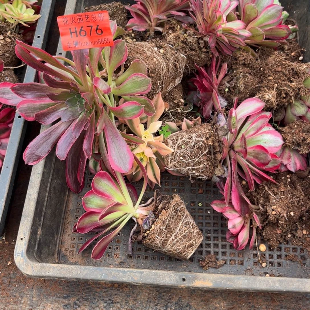 框拍676多肉植物法师