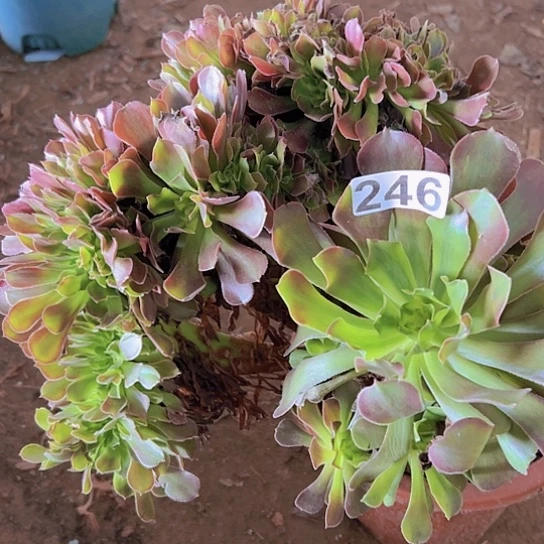 展***来多肉植物一个雅典娜