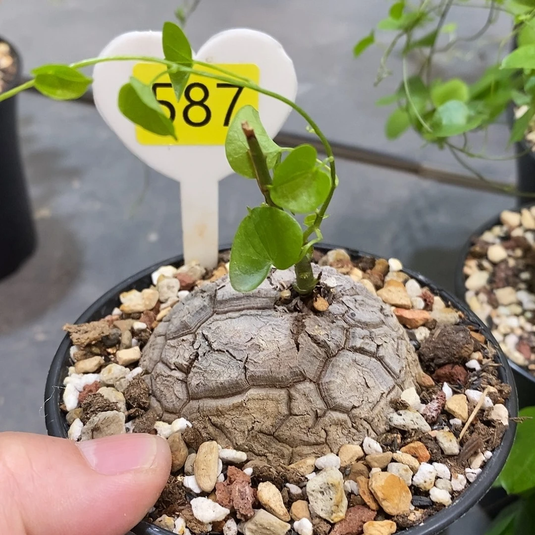 南非龟甲龙龟甲龙