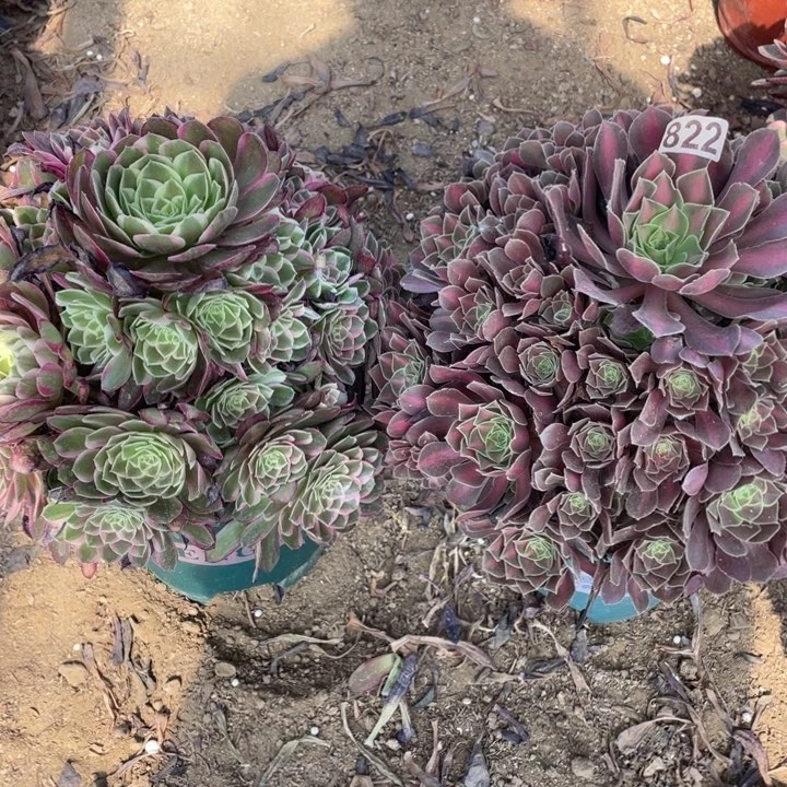 用***9822多肉植物组合寄养