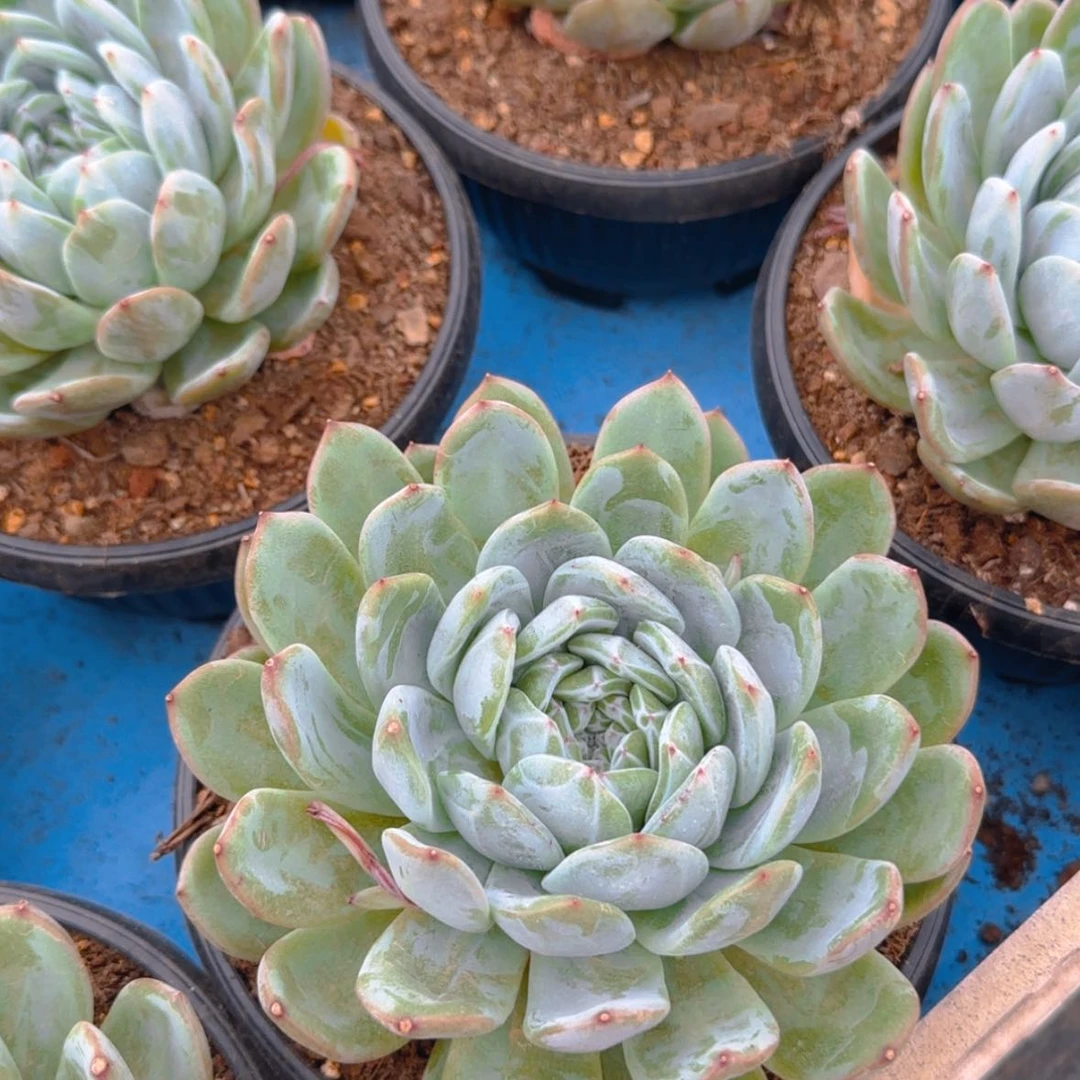 【闪购商品】母本大雪花珍妮