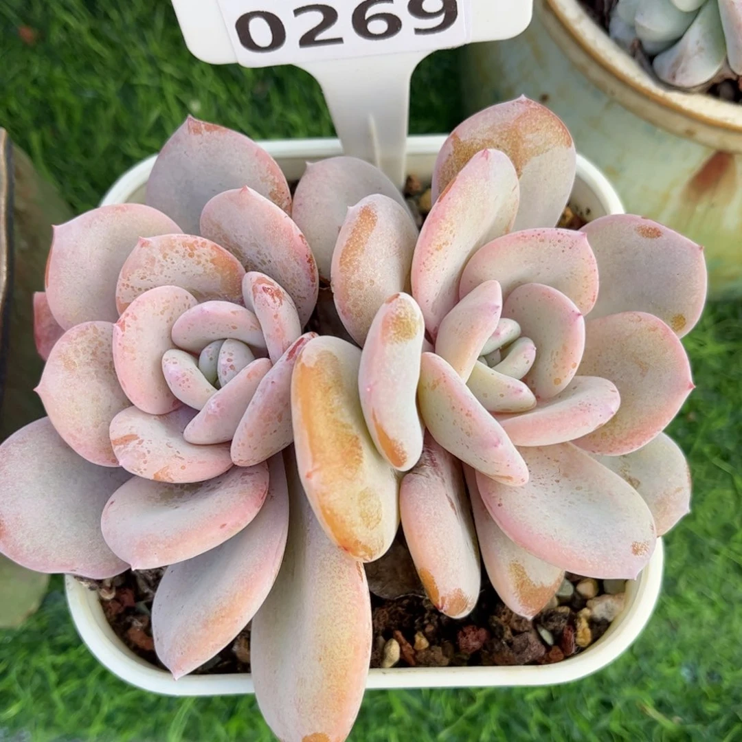 潇***多肉植物0269 满30包邮