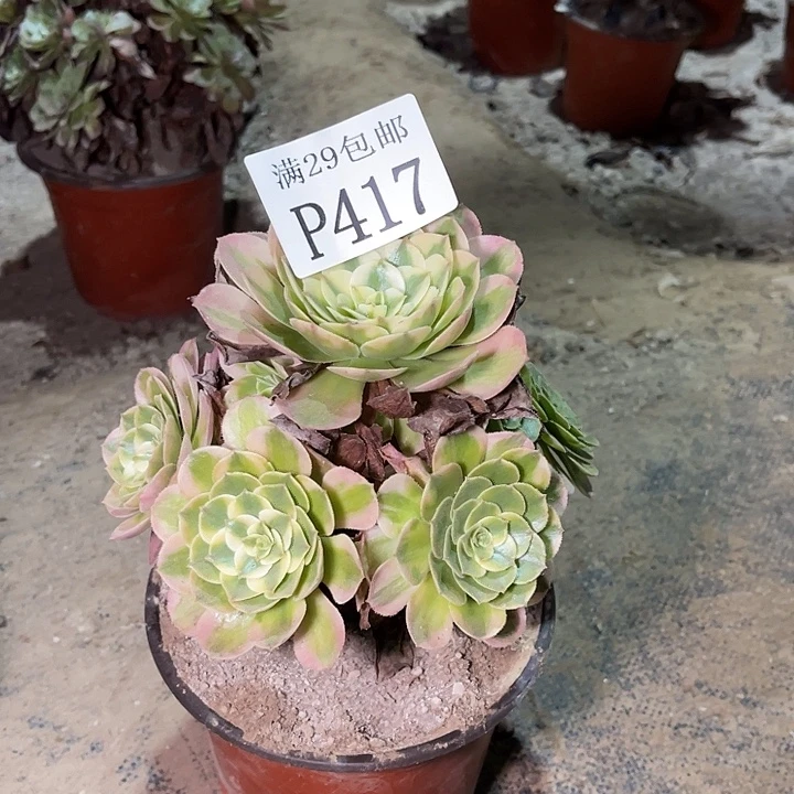 417荔枝多肉植物