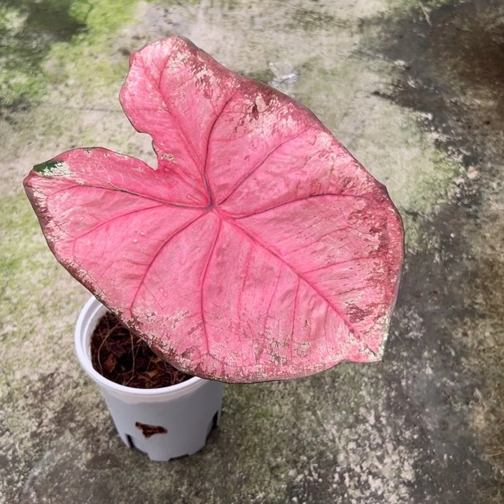 无花朵海王不包叶损不包球