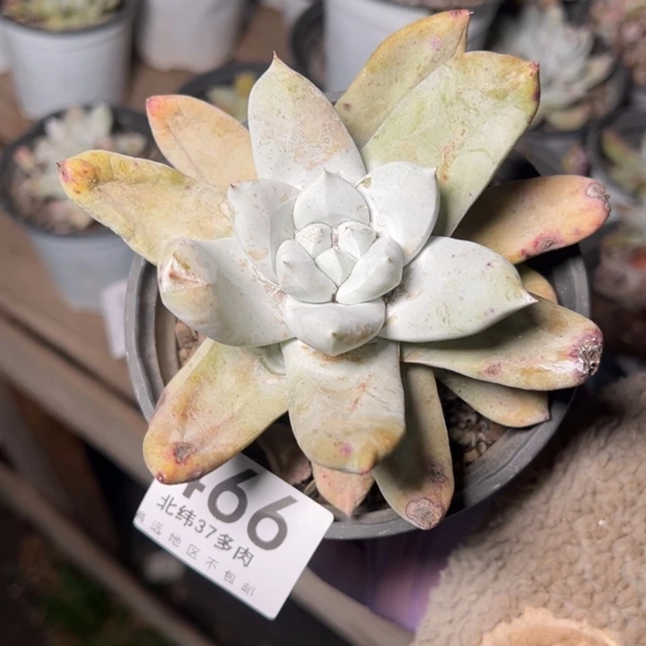 466个哈哈哈哈哈哈哈哈