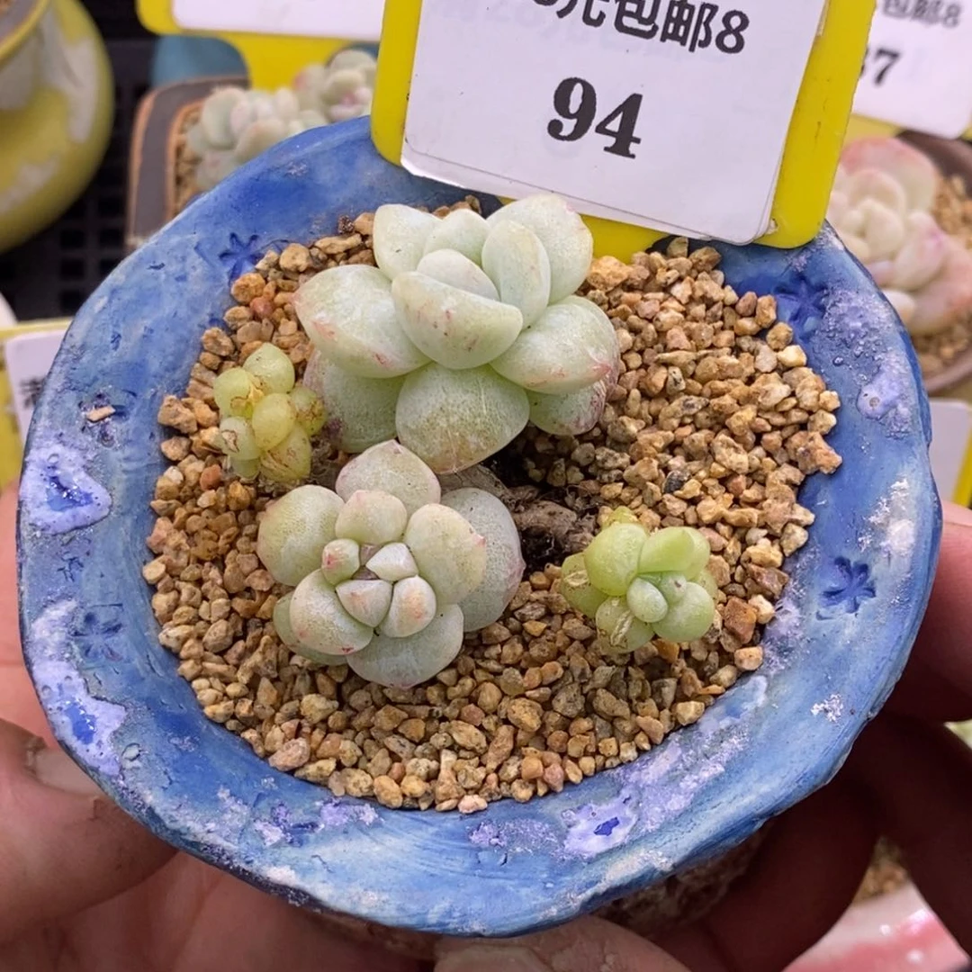 894老桩冰心石化冰锦多肉