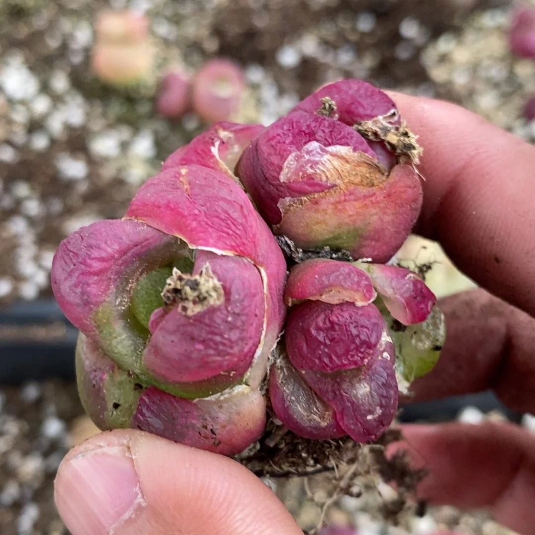 夜*叶11109有伤一个一个