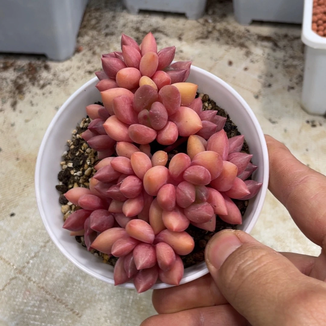 多肉植物情人节朵朵缀