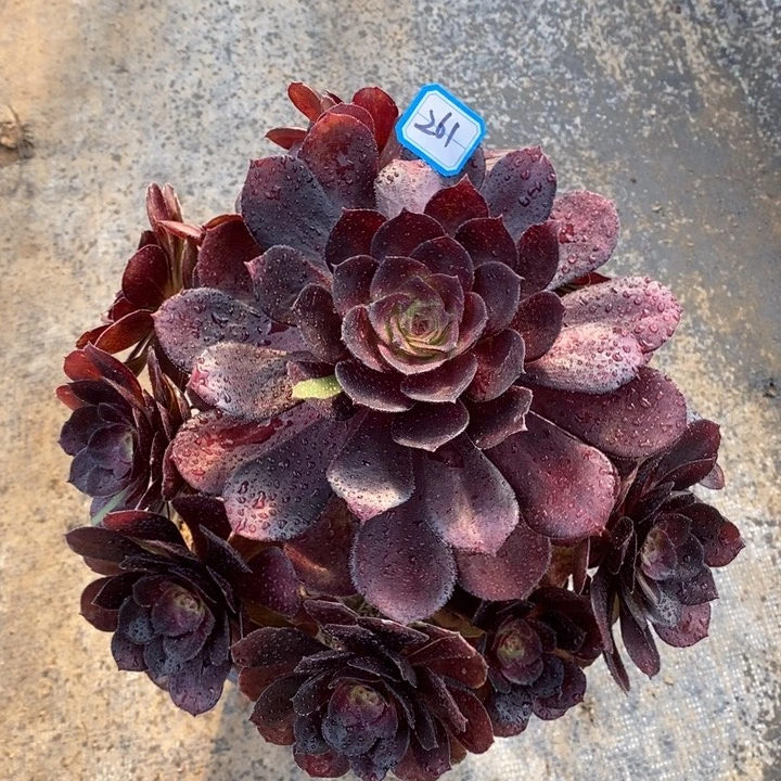 261黑骑士多肉法师