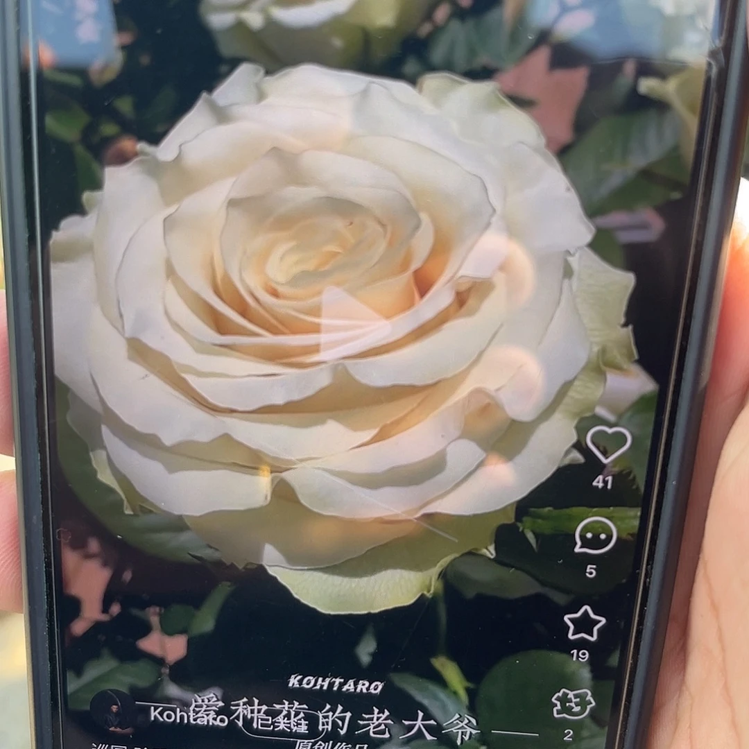 无花朵——-珍珠挚爱 大苗