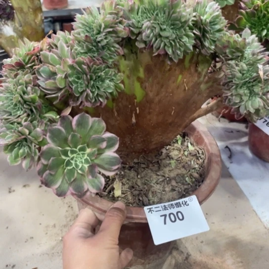 700，多肉法师海王缀包邮