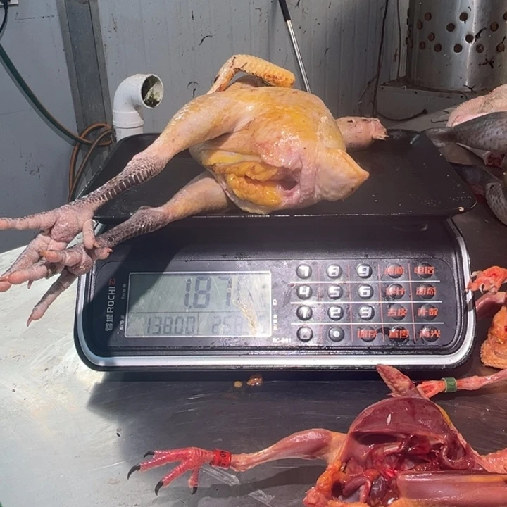 一号土鸡食用农产品中国大陆筛*