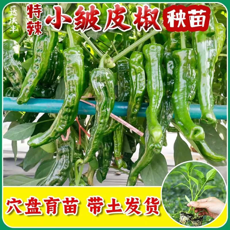 小皱皮辣椒苗带土巨辣蔬菜苗大全秧苗辣椒秧苗各种蔬菜苗带土秧苗