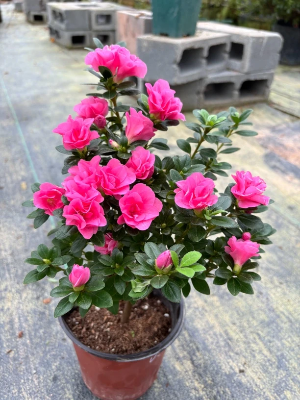 小玫瑰杜鹃花盆栽 带花苞四季开花好养易活室内外阳台花卉