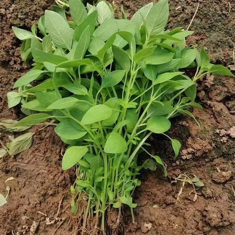 【荆芥】河南特产新鲜荆芥老家味道农家自种现挖现发带根